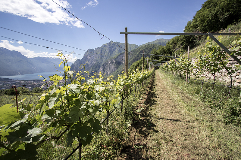 Vigneti e oliveti Agritur Comai